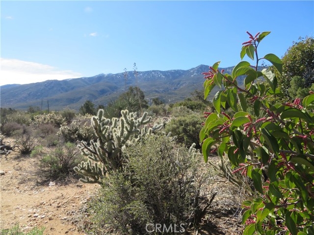 Detail Gallery Image 5 of 19 For 155 Lot #155 Buckthorn, Mountain Center,  CA 92561 - – Beds | – Baths