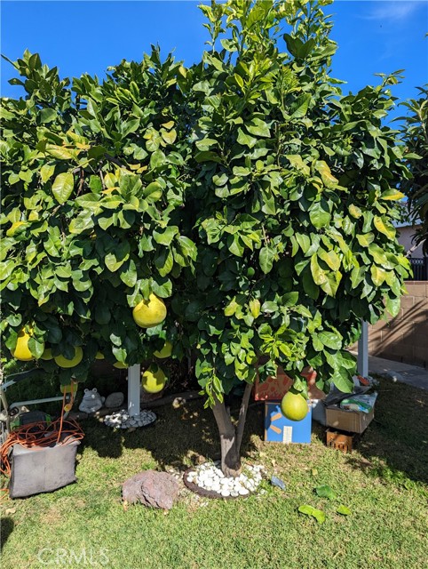 Chinese Pomelo Tree