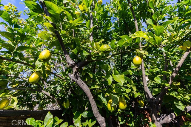 Detail Gallery Image 38 of 45 For 1922 Alta St, Redlands,  CA 92374 - 3 Beds | 2/1 Baths