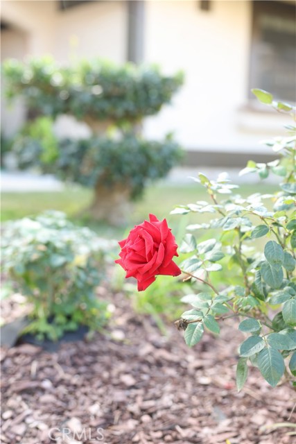 Detail Gallery Image 28 of 29 For 183 S Starflower, Brea,  CA 92821 - 3 Beds | 2/1 Baths