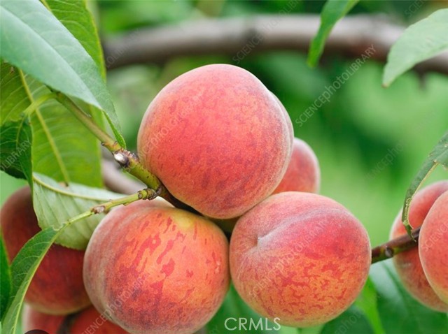 Detail Gallery Image 26 of 26 For 1441 Paso Real Ave #300,  Rowland Heights,  CA 91748 - 4 Beds | 3 Baths