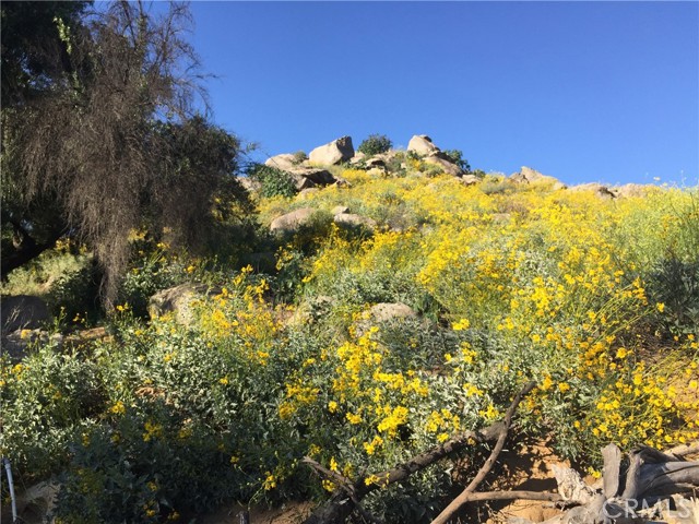 The hill behind the driveway has beautiful displays of wildflowers in the spring.