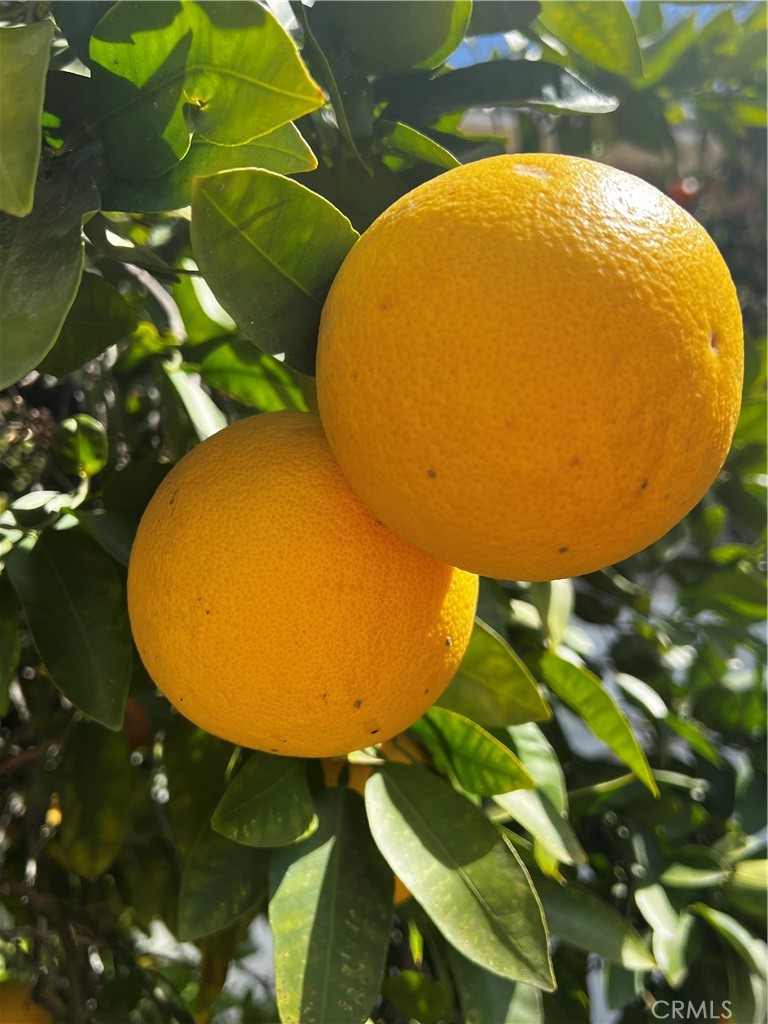 https://media.crmls.org/medias/ef4b098a-730b-4ebc-a476-c36a78a8b74c.jpg?preset=X-Large