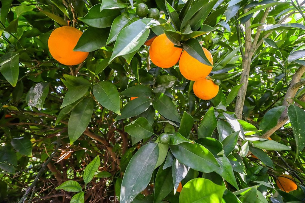 https://media.crmls.org/medias/ef6eb0c0-5770-4068-95a1-fc1e7f09b473.jpg?preset=X-Large