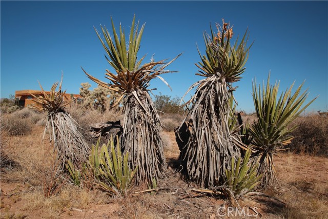 0 Songbird Lane, Yucca Valley, California 92264, ,Land,For Sale,0 Songbird Lane,CRJT23189101