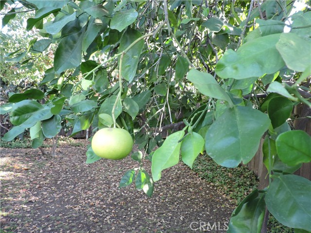 Fruit Trees