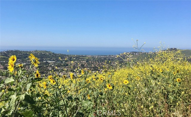 2515 Costero Magestuoso, San Clemente CA: https://media.crmls.org/medias/f02da1f5-c556-4f6f-8365-e2d9a19e5bf8.jpg