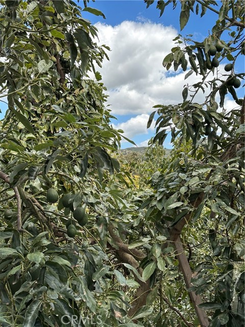 32840 Lilac, Valley Center, California 92082, ,Residential Land,For Sale,Lilac,OC24158908