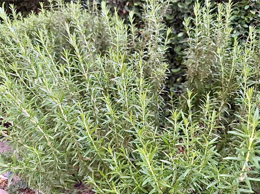 https://media.crmls.org/medias/f05e3eff-b8f9-4907-80b7-5701ccc5861b.jpg?preset=X-Large