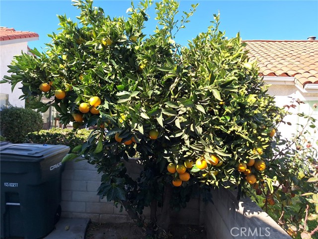 Detail Gallery Image 25 of 27 For 2874 Maple Dr, Hemet,  CA 92545 - 3 Beds | 2 Baths