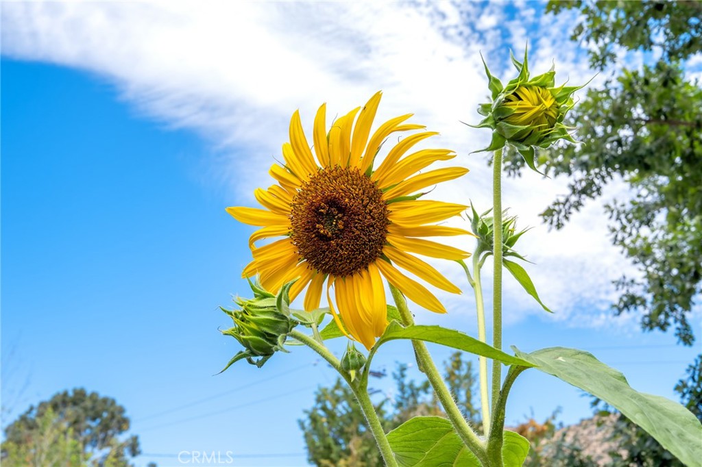 https://media.crmls.org/medias/f13213dd-56d7-4537-93d6-2680a68e2d34.jpg?preset=X-Large