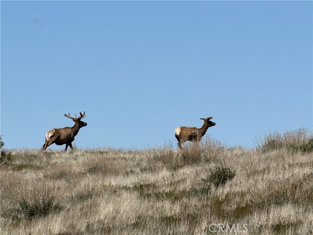 Detail Gallery Image 41 of 44 For 8050 Bitterwater Road, Shandon,  CA 93461 - 3 Beds | 1 Baths