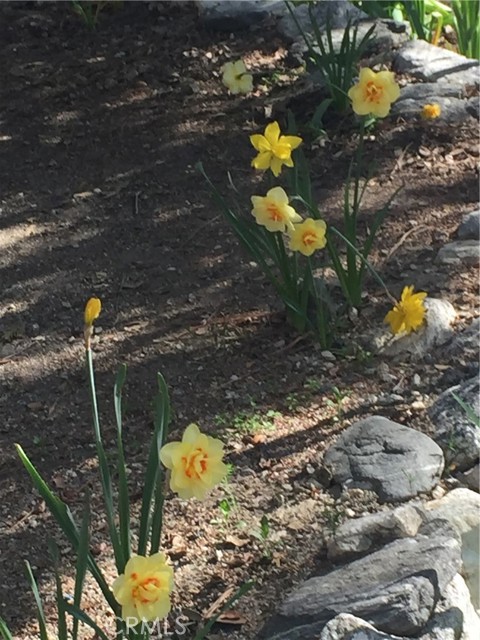 Detail Gallery Image 22 of 31 For 9112 Torrey Pines Rd, Forest Falls,  CA 92339 - 2 Beds | 2/1 Baths