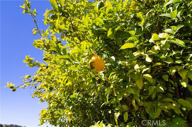 Detail Gallery Image 38 of 60 For 925 Golden Prados, Diamond Bar,  CA 91765 - 3 Beds | 2 Baths