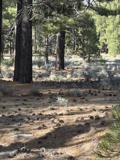 Detail Gallery Image 7 of 15 For 34557 Polique Canyon, Fawnskin,  CA 92333 - – Beds | – Baths