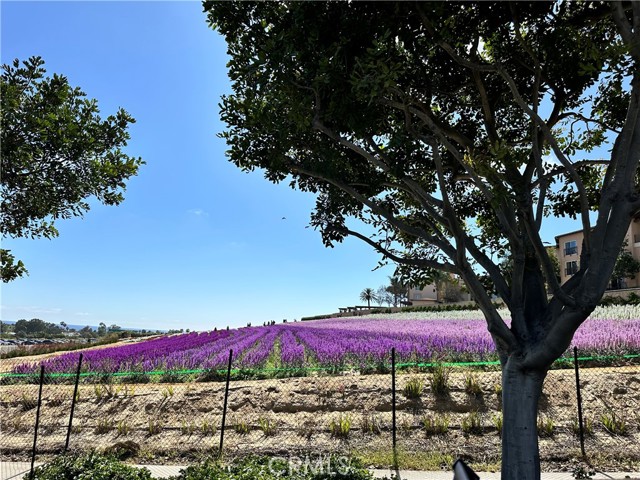 Detail Gallery Image 34 of 36 For 912 Caminito Madrigal #I,  Carlsbad,  CA 92011 - 2 Beds | 2 Baths