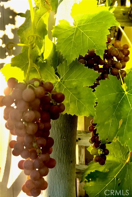 Detail Gallery Image 51 of 51 For 879 Derby, Corona,  CA 92882 - 5 Beds | 3/1 Baths