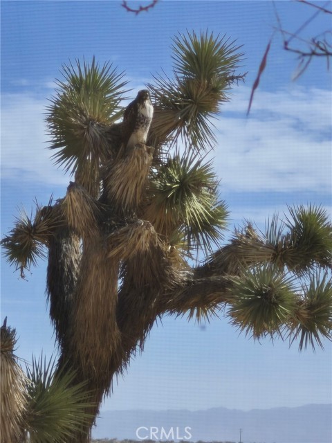 Detail Gallery Image 20 of 21 For 63737 Gemini Rd, Joshua Tree,  CA 92252 - 1 Beds | 1 Baths