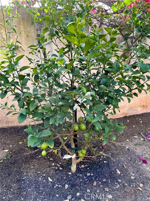 Detail Gallery Image 31 of 33 For 45 Desert Thorn, Rancho Santa Margarita,  CA 92688 - 3 Beds | 2/1 Baths