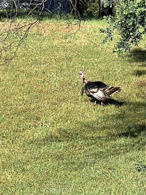 Detail Gallery Image 5 of 39 For 10180 Highway 29, Lower Lake,  CA 95457 - 3 Beds | 2 Baths