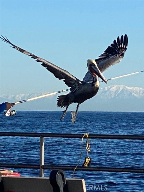 Detail Gallery Image 18 of 35 For 352 354 Eucalyptus, Avalon,  CA 90704 - – Beds | – Baths