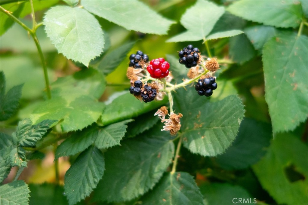 https://media.crmls.org/medias/f3f5ba7f-e425-4533-9439-c7bfd79c2598.jpg?preset=X-Large