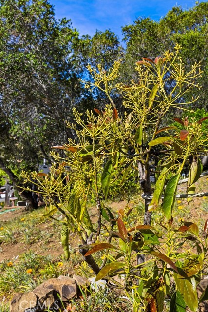 Detail Gallery Image 37 of 62 For 957 Skyline Dr, San Luis Obispo,  CA 93405 - 4 Beds | 2 Baths
