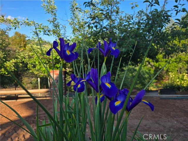 Detail Gallery Image 54 of 71 For 18683 Morgan Valley Rd, Lower Lake,  CA 95457 - 4 Beds | 3 Baths