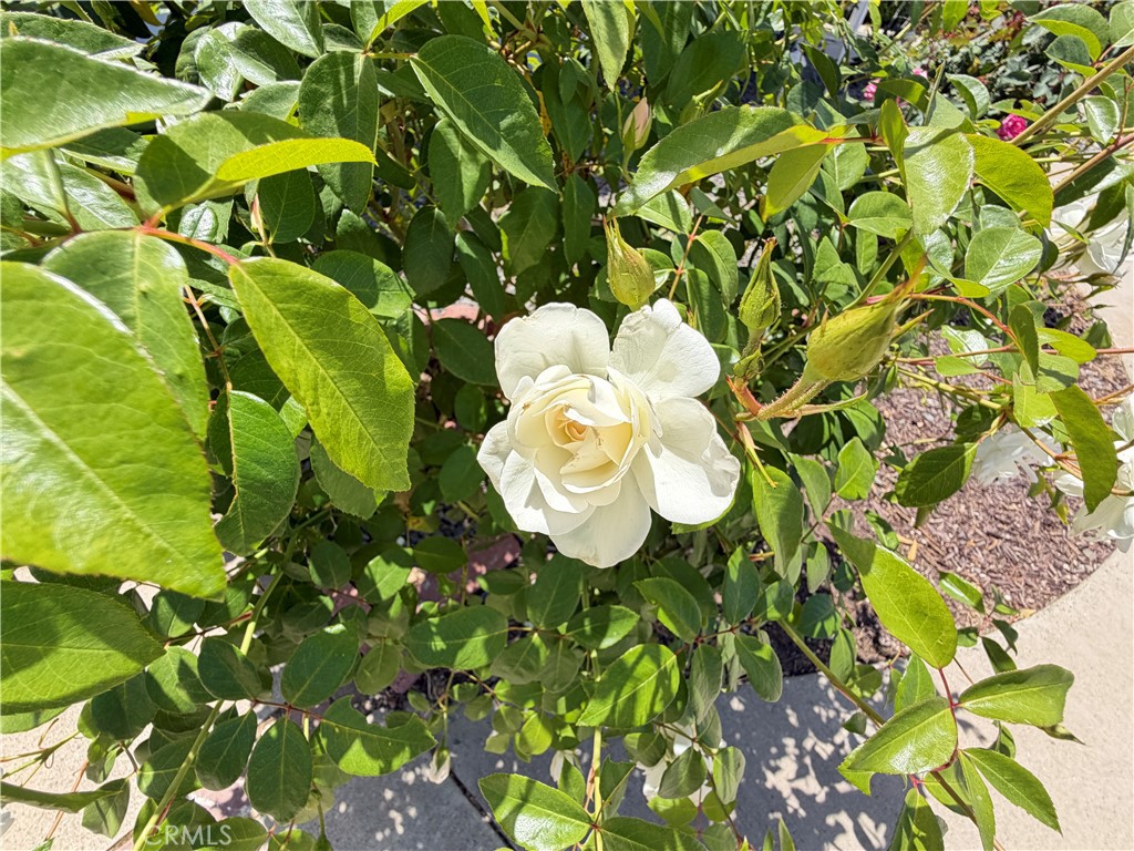 https://media.crmls.org/medias/f5c9a165-1525-47a5-95c2-082ad66c9530.jpg?preset=X-Large