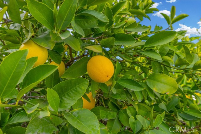 Detail Gallery Image 43 of 45 For 2616 La Paz Ave, Hemet,  CA 92545 - 3 Beds | 2 Baths
