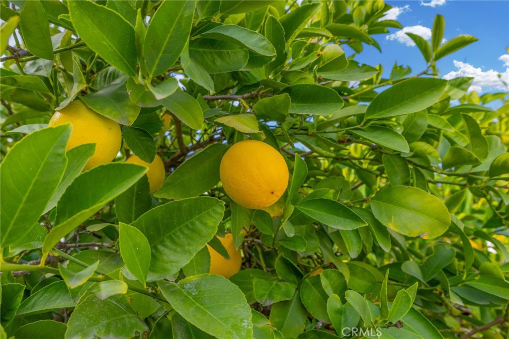 MLS #IG25269359 image #42