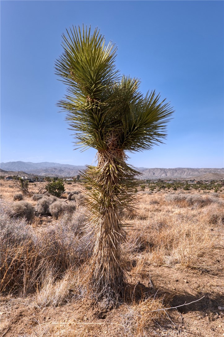 MLS #JT25046600 image #33