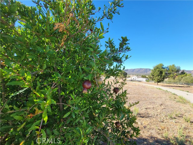 59120 Coyote Canyon Road, Anza CA: https://media.crmls.org/medias/f64e63cb-55d0-46fa-b83b-19628ebc8ff8.jpg