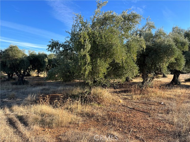 16675 Palm Avenue, Anderson, California 96007, ,Land,For Sale,16675 Palm Avenue,CRSN23212047