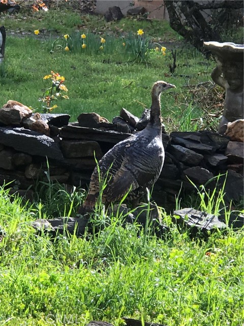 Detail Gallery Image 24 of 31 For 38088 Serpa Canyon Rd, Coarsegold,  CA 93614 - 3 Beds | 2 Baths