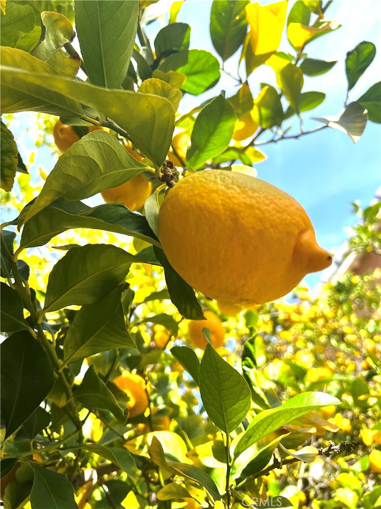 https://media.crmls.org/medias/f918fb23-4c33-45dc-9dc6-650e556d7503.jpg?preset=X-Large