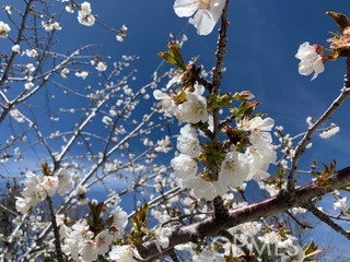 Detail Gallery Image 63 of 72 For 197 Massive Rd, Lake Arrowhead,  CA 92317 - 4 Beds | 3/1 Baths