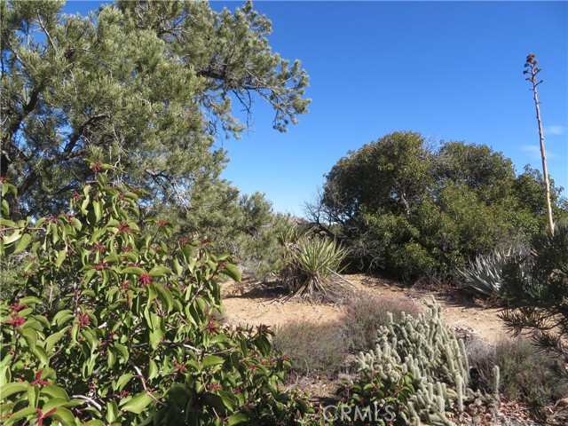 Detail Gallery Image 10 of 19 For 155 Lot #155 Buckthorn, Mountain Center,  CA 92561 - – Beds | – Baths