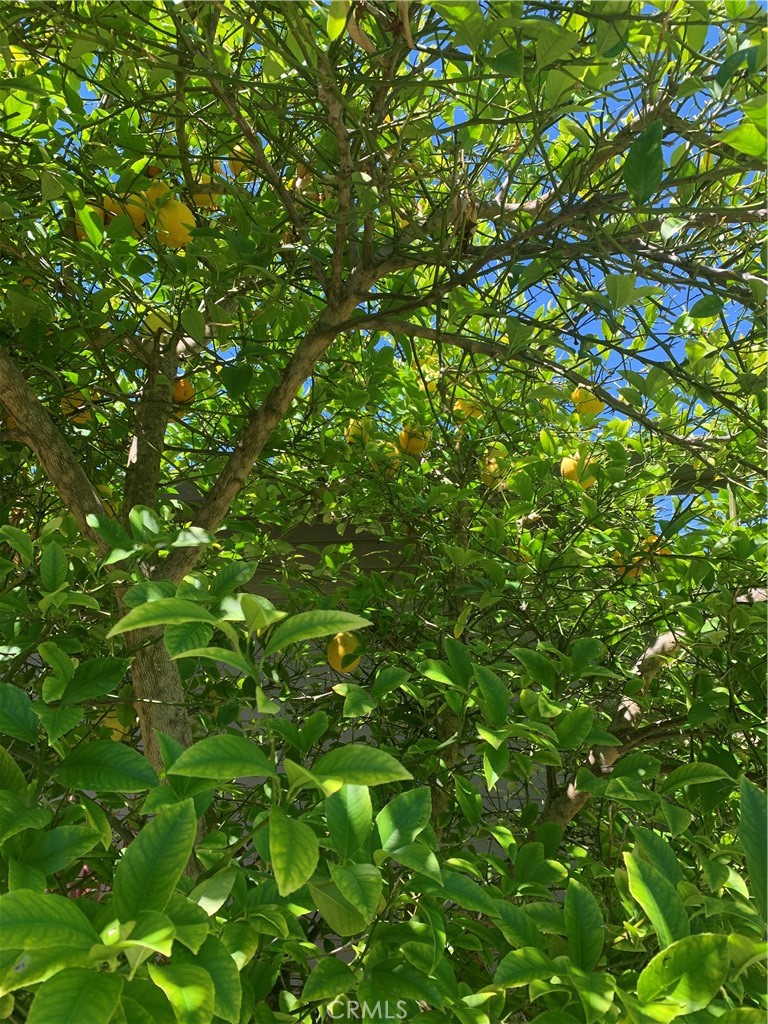 https://media.crmls.org/medias/fa42b7c3-be60-491c-bb05-c732b3569064.jpg?preset=X-Large