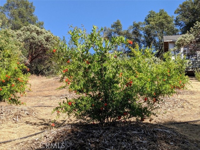 Detail Gallery Image 39 of 41 For 3279 Quail Run Rd, Mariposa,  CA 95338 - – Beds | – Baths