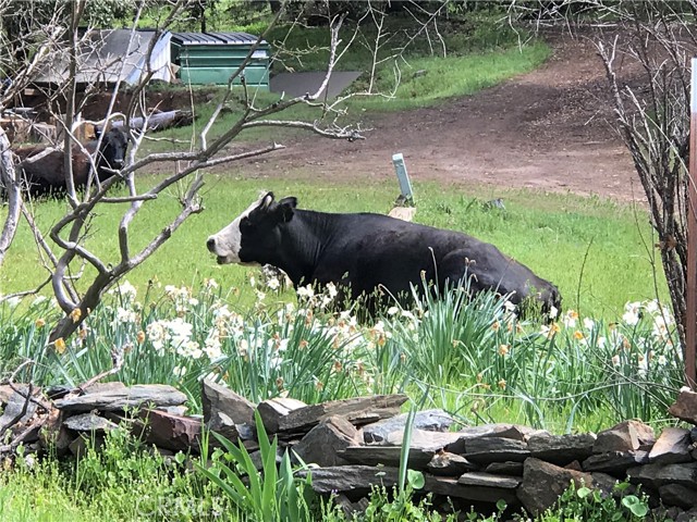 Detail Gallery Image 25 of 31 For 38088 Serpa Canyon Rd, Coarsegold,  CA 93614 - 3 Beds | 2 Baths