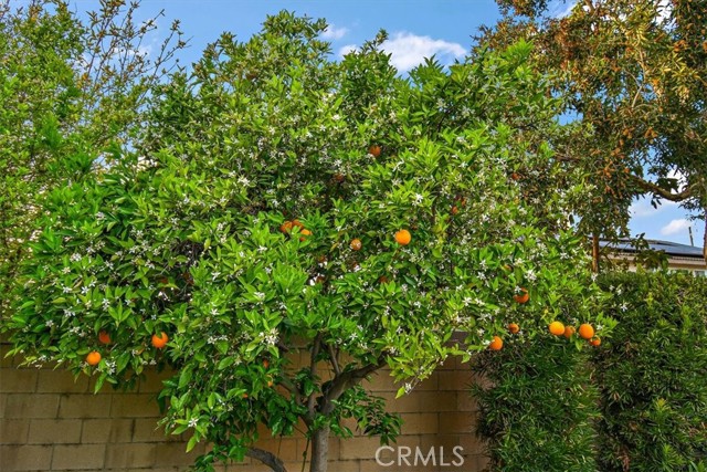 14132 Peral Court, Chino CA: https://media.crmls.org/medias/faf759cf-bd27-43f6-84c1-4fd96f744424.jpg