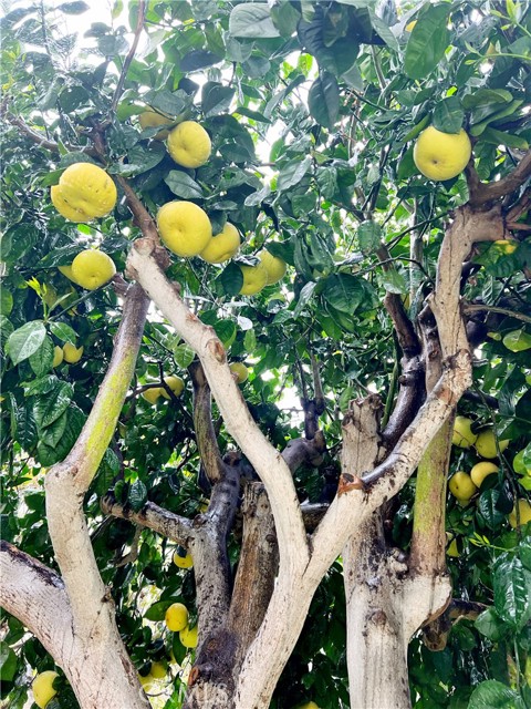 Mature citrus trees in terraced back yard