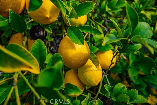 Detail Gallery Image 41 of 46 For 25497 Blackwood Rd, Murrieta,  CA 92563 - 4 Beds | 2/1 Baths