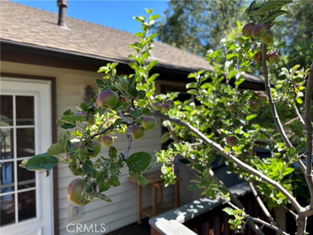 Apple tree with 4 types of graphed apples.