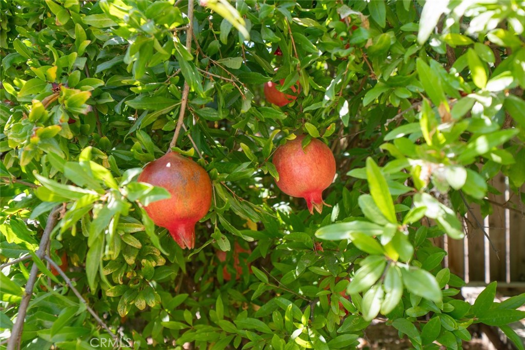 MLS #FR25181477 img 45