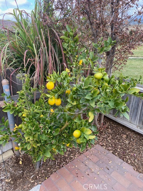 Nice lemon tree in your large patio