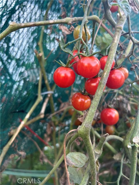 Detail Gallery Image 15 of 16 For 665 N. San Antonio Ave., Upland,  CA 91786 - 1 Beds | 1 Baths