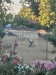 Detail Gallery Image 52 of 64 For 5129 Toyon, Paradise,  CA 95969 - 3 Beds | 3/1 Baths