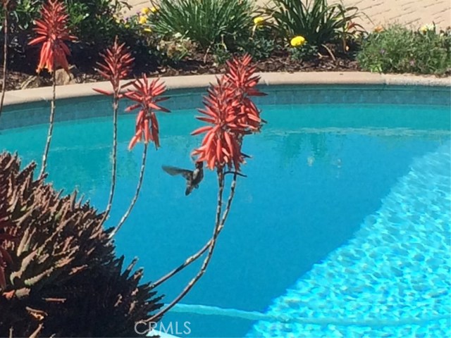 Hummingbirds are regularly attracted by the colorful flowers.